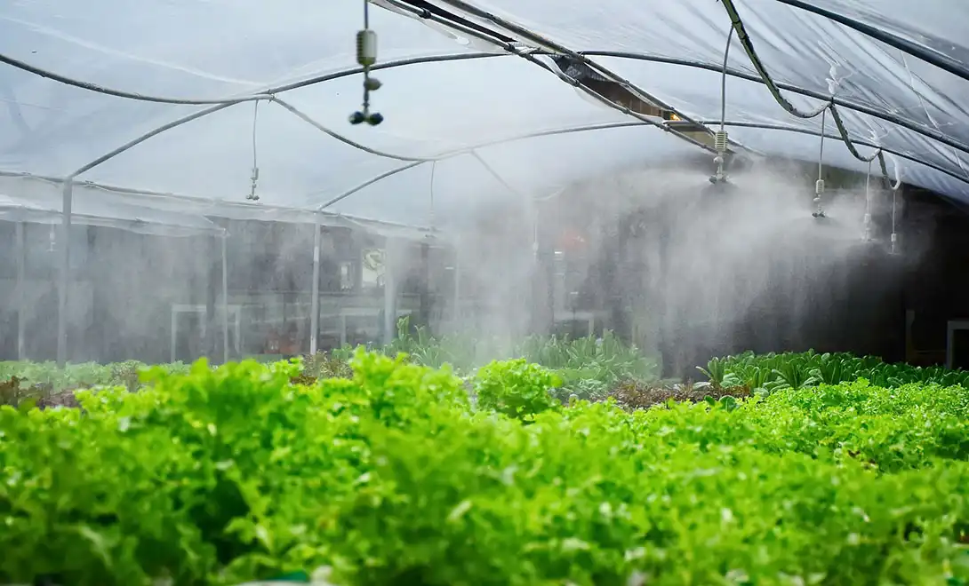 Peptide vs Amino Acid Fertilizer: Which Works Better for Crops